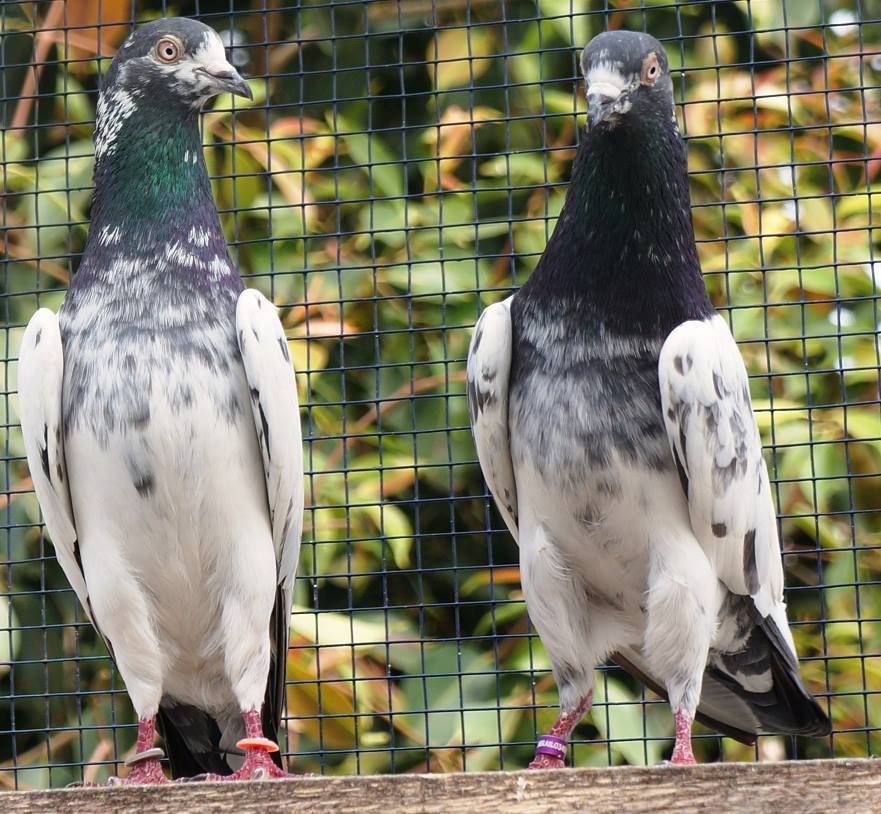 Highflyer Pigeons Kabootar Parwari