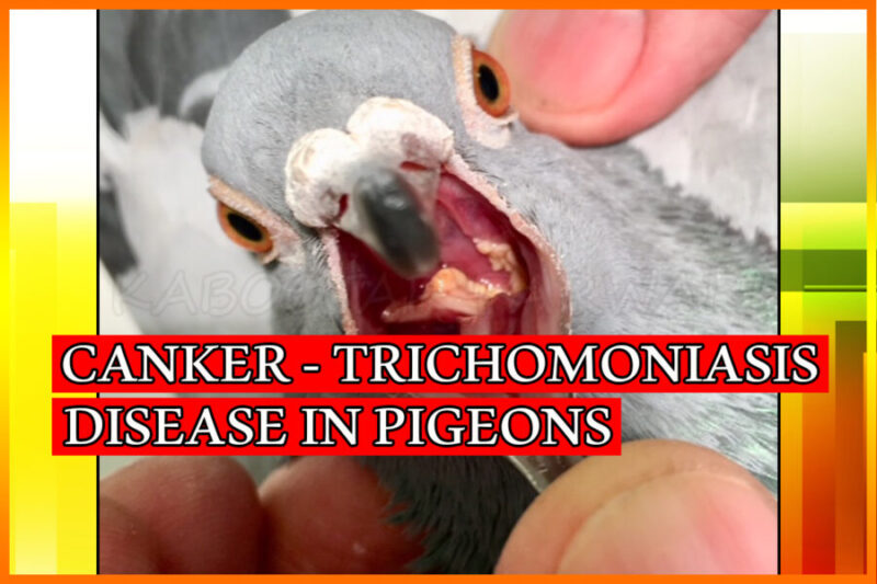 Canker in Pigeons