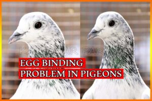 Egg Binding Problems