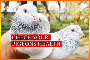 Pigeon Health