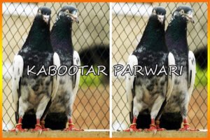 Kabootar Parwari