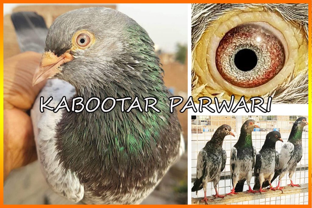 Kabootar Parwari