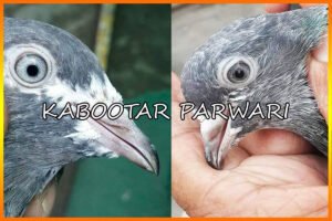 Kabootar Parwari
