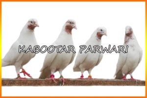 Galwa Kabootar