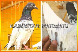 Highflyer Pigeon Wings