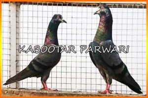 Black Pigeons
