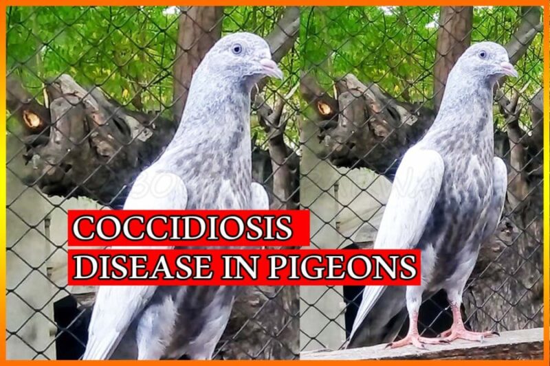 Coccidiosis Disease in Pigeons