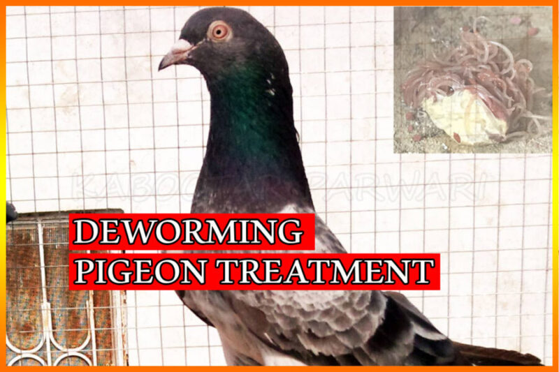 Deworming in Pigeons