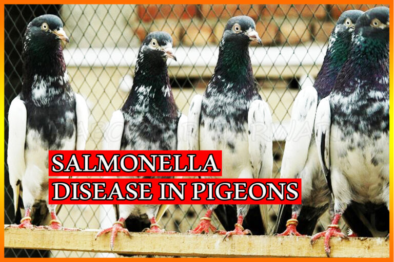 Salmonella Disease in Pigeons