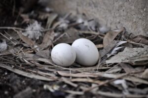 Egg Binding Problem in Pigeons