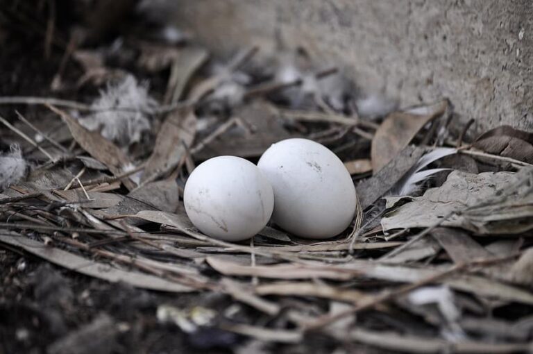 How to Treat Egg Binding Problem in Pigeons ? - Kabootar Parwari