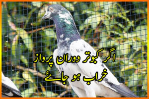 کبوتر کی پرواز خراب ہو جانے کا علاج