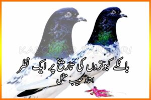بانکے کبوتر کی تاریخ پر ایک نظر