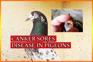 Canker Sore Treatment in Pigeons