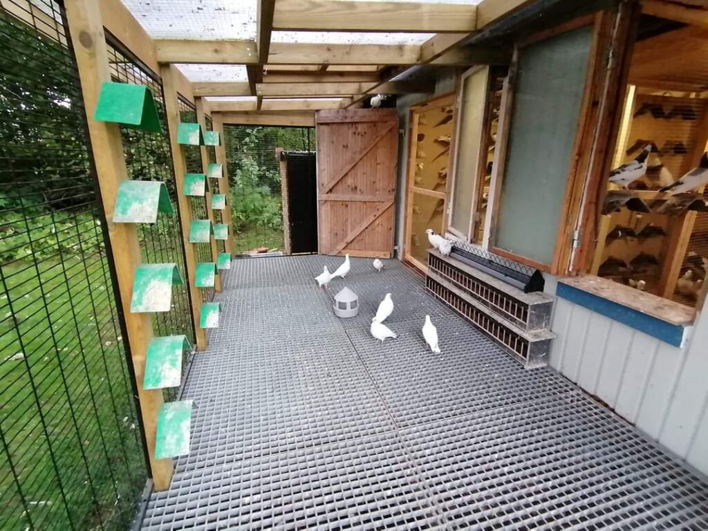 Pigeon Lofts Ventilation and Sunlight - the bird loft