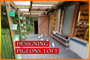 Pigeons Loft Design – How To Make Best Loft