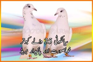 پینتیس والے کبوتر خوبصورت اور پائیدار سیالکوٹی بریڈ