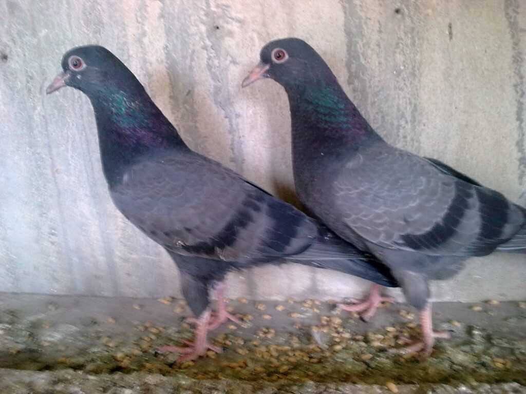 بچوں کی پلوائی - Pigeon Breeding