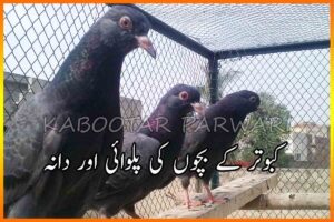 کبوتر کے بچوں کی پلوائی اور دانہ
