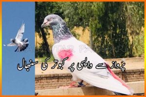 کبوتر کی سنبھال پرواز سے واپسی پر زبردست نسخے