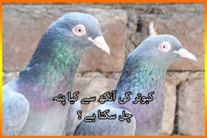 کبوتر کی آنکھ سے کیا پتہ چل سکتا ہے ؟