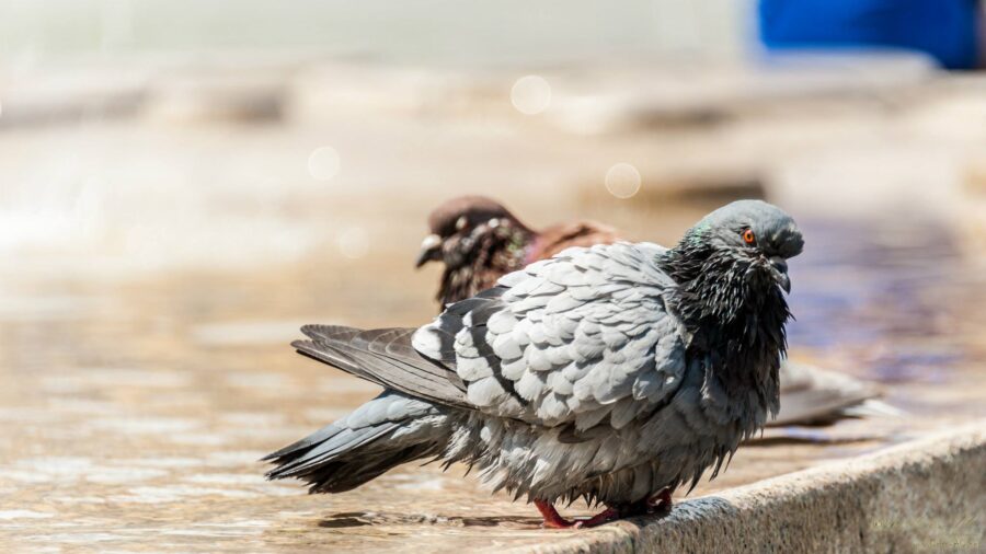 Why Pigeon Bath Necessary for Breeding Pigeons