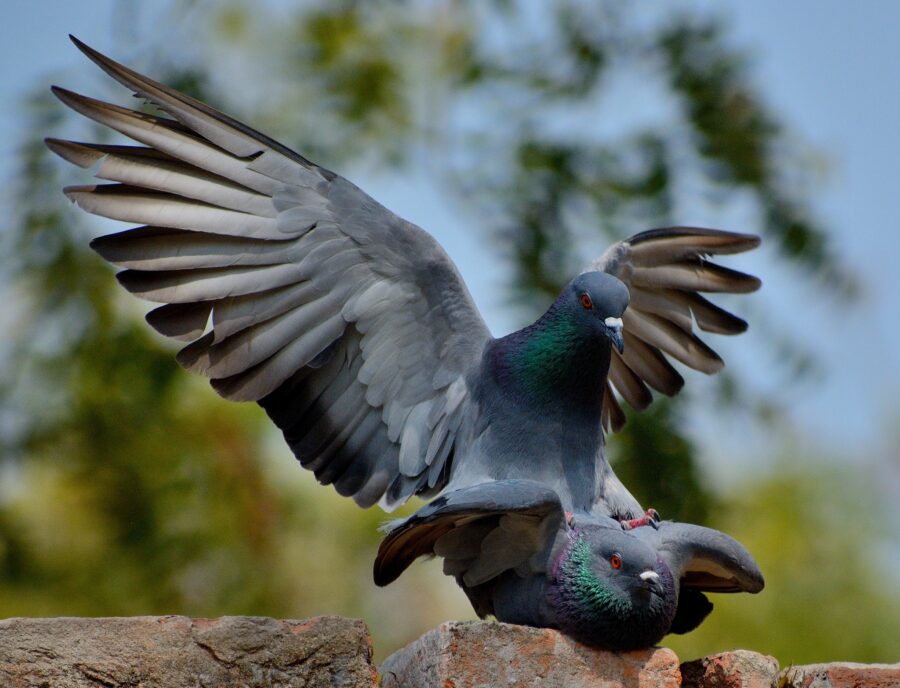 Pigeon Breeding - Pigeon Mating