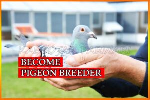 Pigeon Breeder How To Become Successful