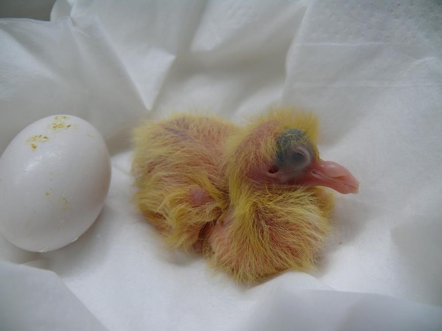 Pigeon Squab - Baby Pigeons