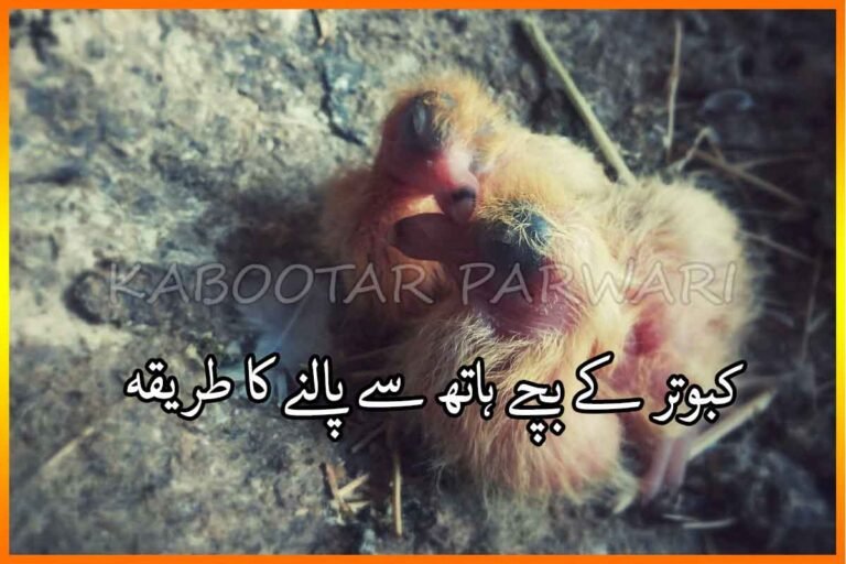 کبوتر کے بچے ہاتھ سے پالنے کا طریقہ
