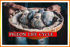 Pigeon Life Cycle – What Is Important To Know ?