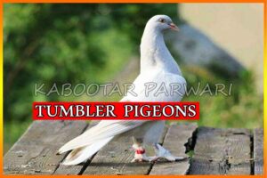 Tumbler rPigeons Breed