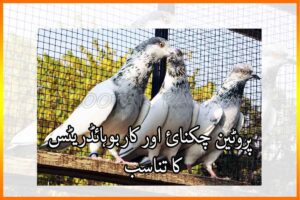 کبوتر کی خوراک میں پروٹین چکنائ اور کاربوہائڈریٹس کا تناسب