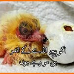 Kabootar-Bazi-If-Pigeon-Squabs-Die-in-Egg