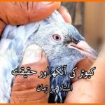 کبوتر کی آنکھ اور حقیقت - Ustad Mehar Zaman
