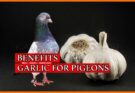 Benefits For Garlic