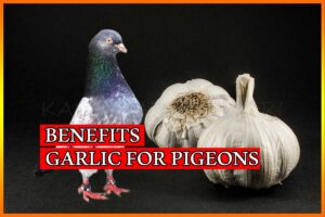Important Benefits For Garlic In Pigeons To Know