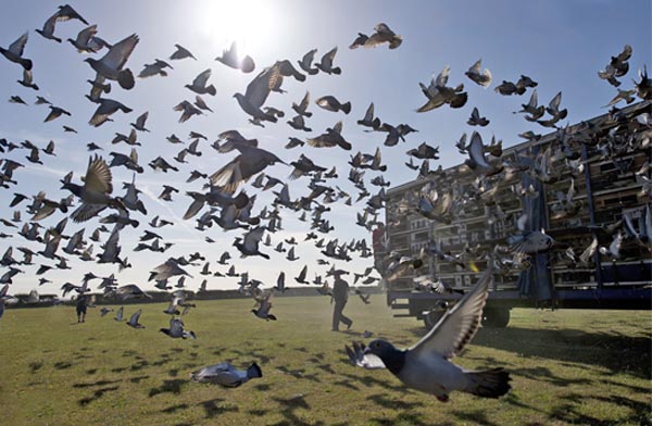 Pigeon Races