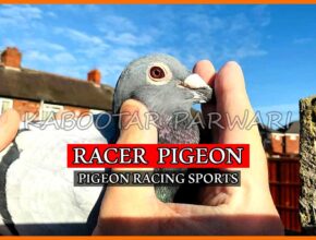 Racer Pigeon - Pigeon Racing