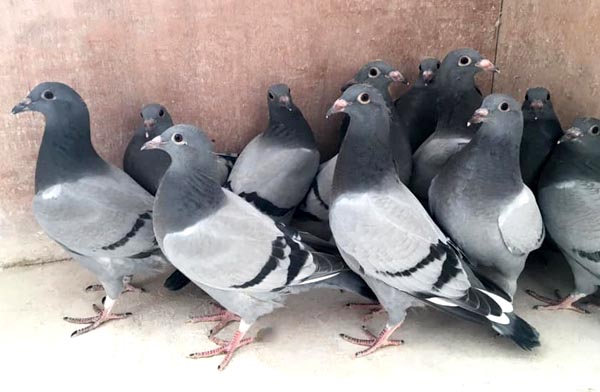 Homer Pigeon Chicks Training Age