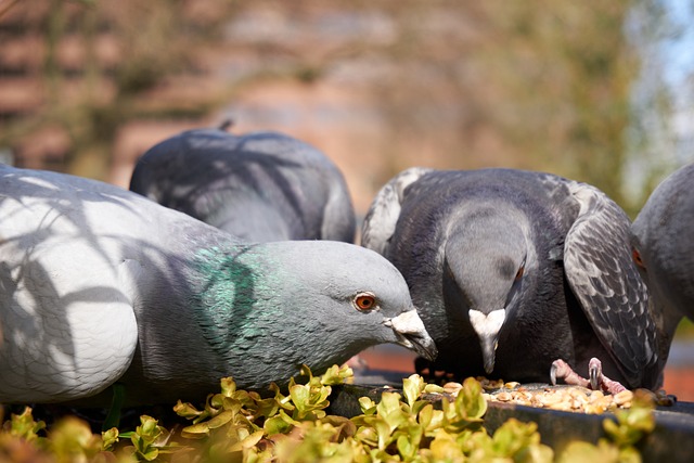 Pigeon Diet Plan - Pigeon Seed Ratio