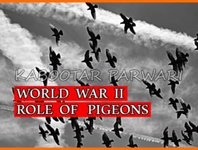 World War 2 Pigeons Role of Pigeons in World War II