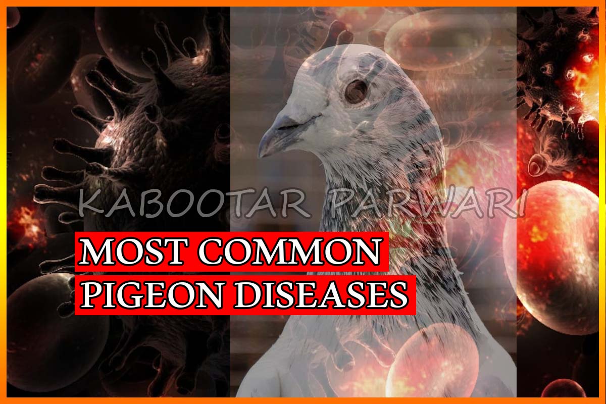 Protection From Most Common Pigeon Diseases Learn Now Kabootar Parwari