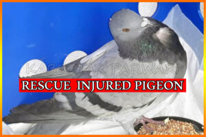 Rescue Injured Pigeon