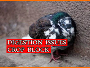 Pigeon Digestion Problem