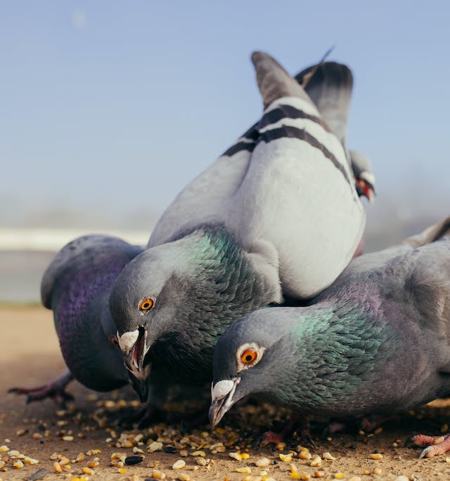 Pigeon Digestive Issue - Grains to use during pigeon constipation