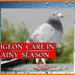 Pigeon Care in Rainy Season