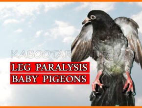 Pigeon Leg Problem Paratyphoid in pigeons