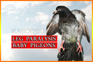 Pigeon Leg Problem Paratyphoid in pigeons