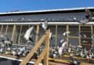 One Loft Pigeon Racing